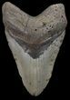 Bargain, Megalodon Tooth - North Carolina #67308-1